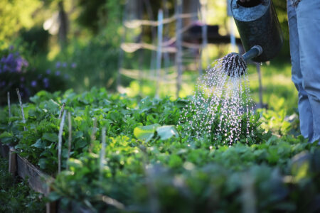 A Midsummer Garden Haircut Image